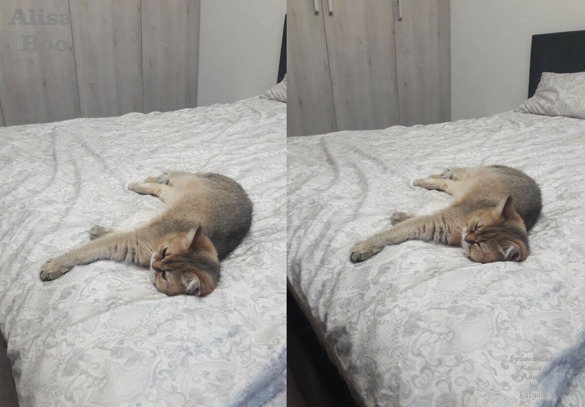 фото из личного архива.Кошка Алиса.