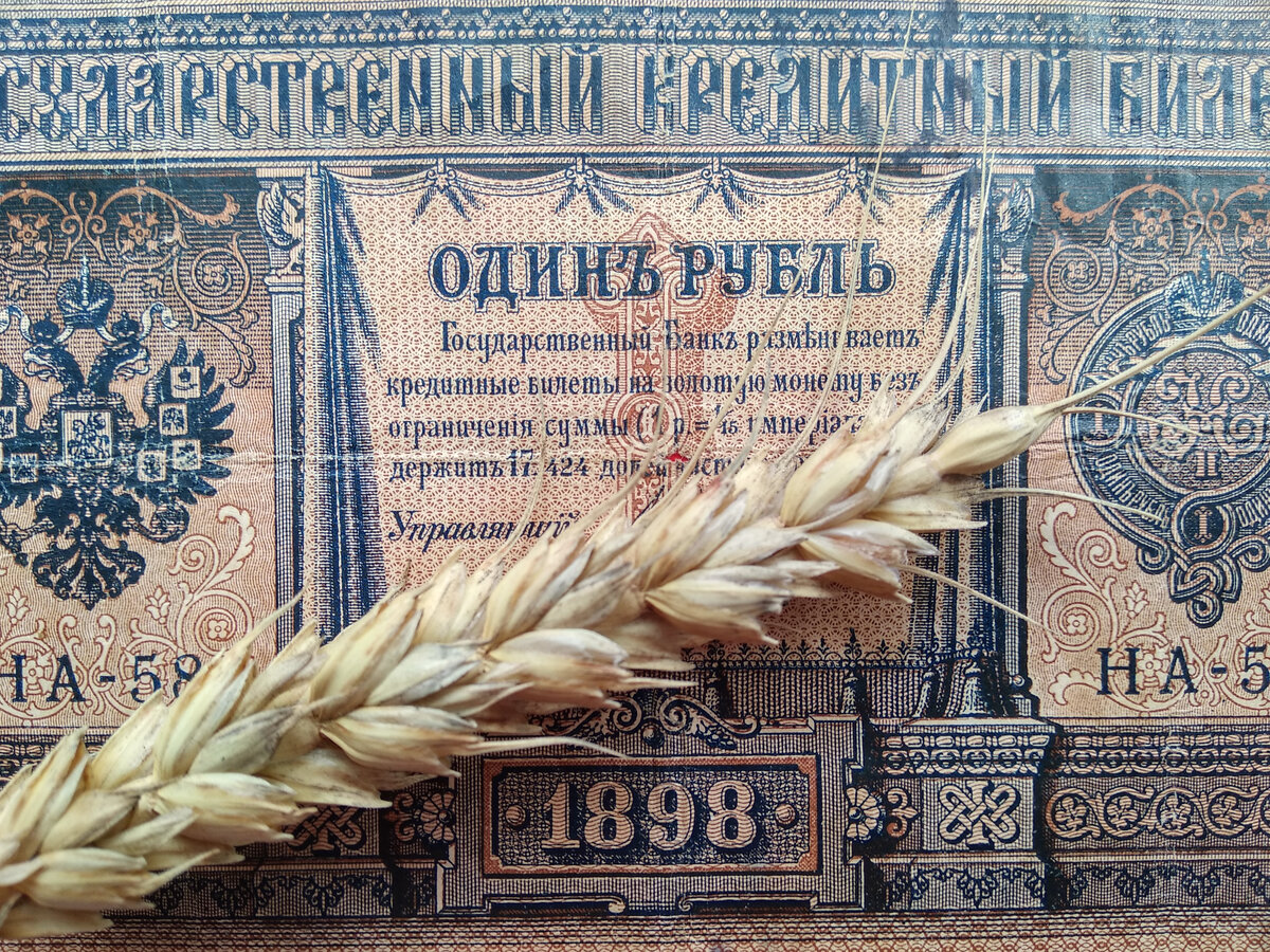Пшеничный колос на фоне царского рубля. Фото автора