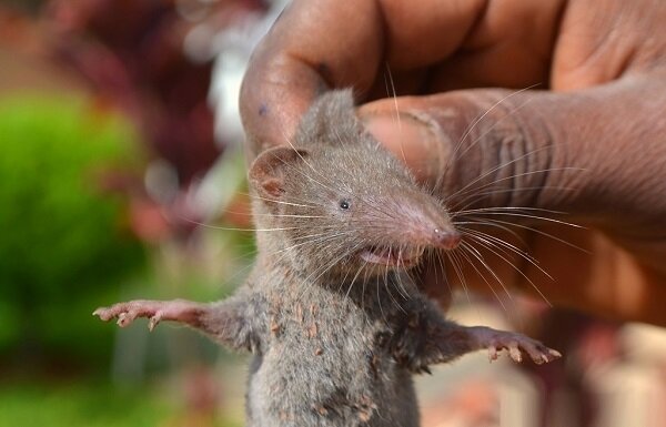 Карликовая многозубка