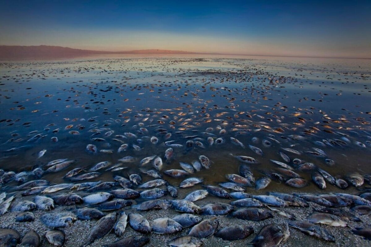 высохло море в казахстане