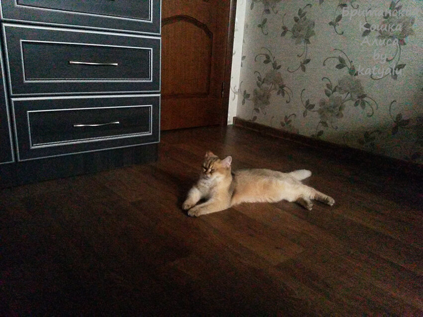Кошка Алиса отдыхает!Фото из личного архива.