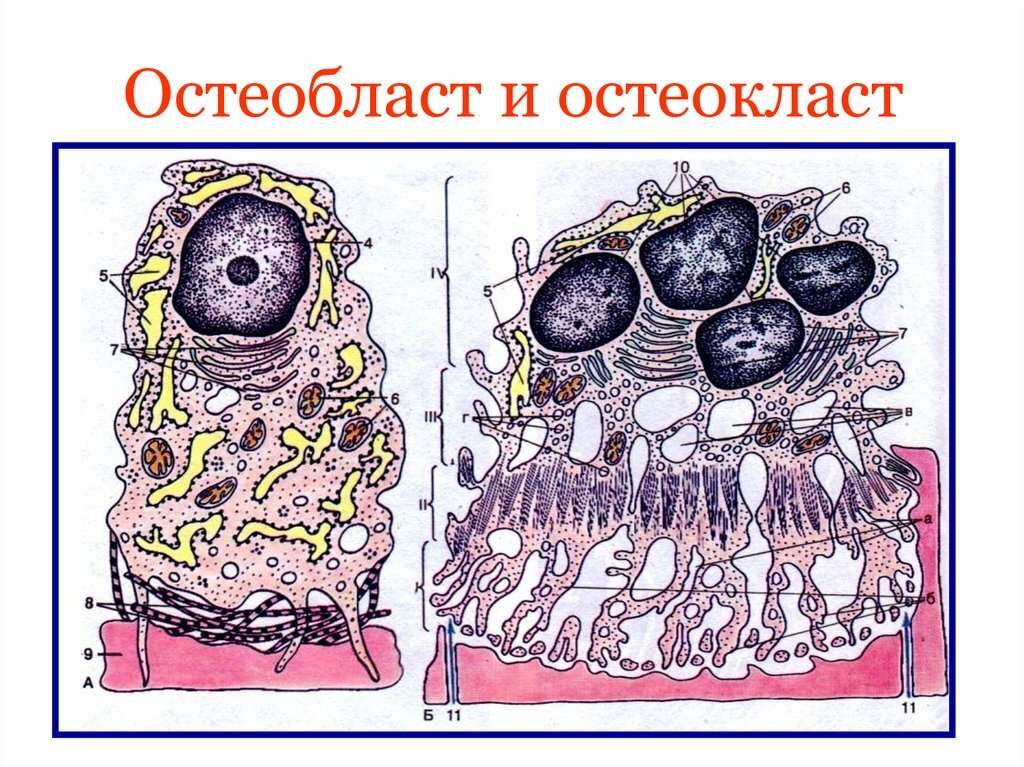 А - остеобласт (строит), Б - остеокласт (разрушает)