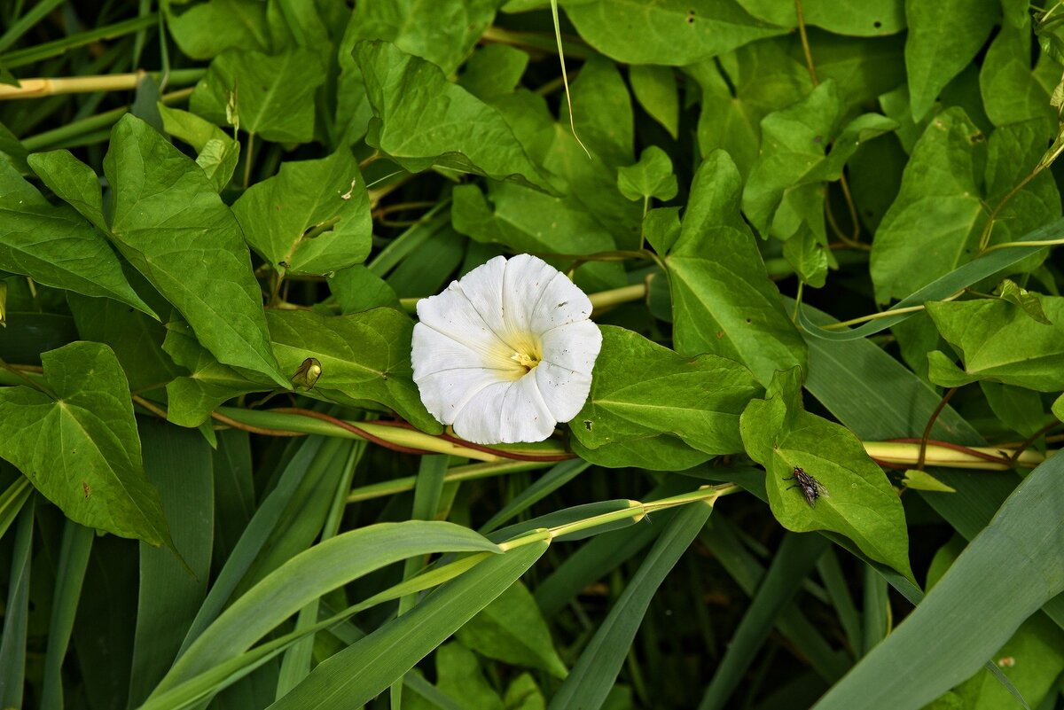 Вьюнок bindweed