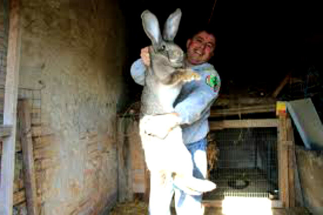 Кролики великаны: самые большие породы кроликов в мире
