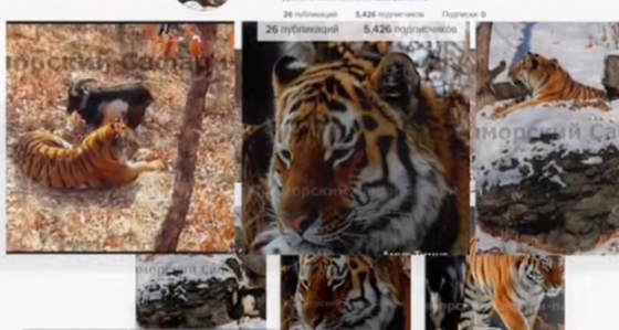 Соцсети пестрили трогательными фотографиями Амура и Тимура