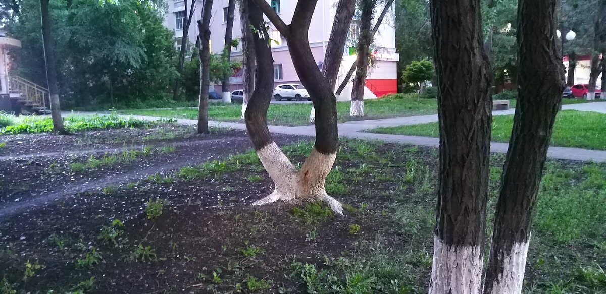 Фото автора. Дерево-"танцор"