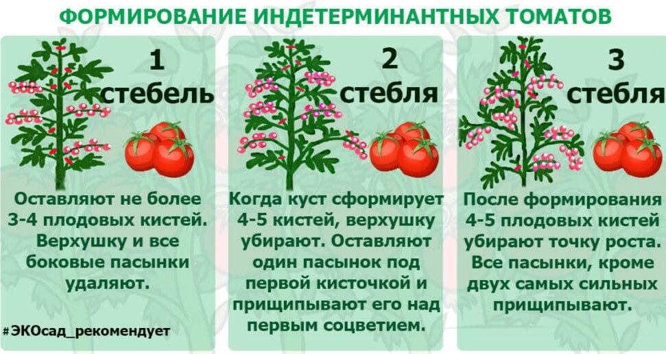 Таблица формирования томатов