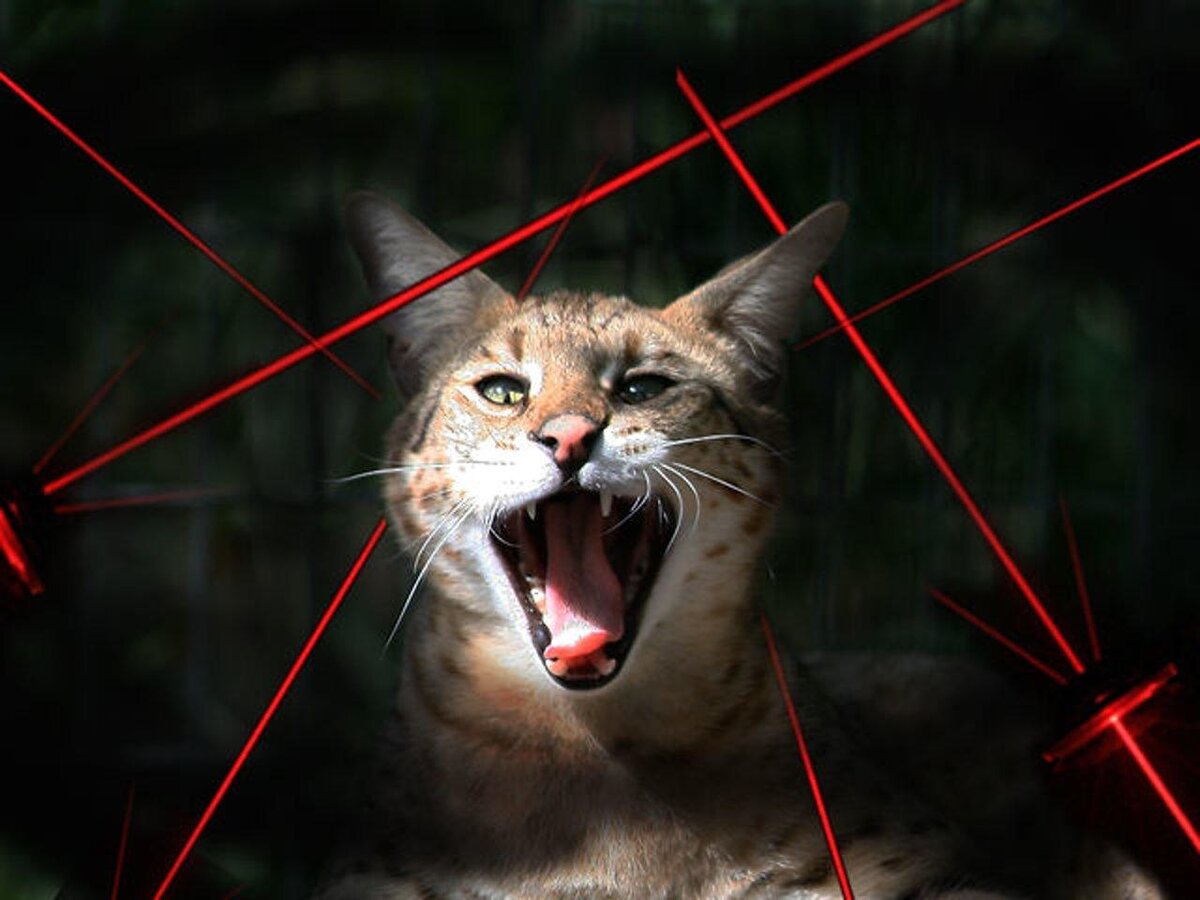 Лазерная указка для кошек: польза и вред для питомца | Про Кошек | Дзен