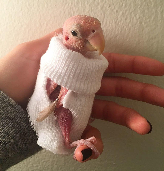 Видео с общипанным попугаем стало хитом соцсетей