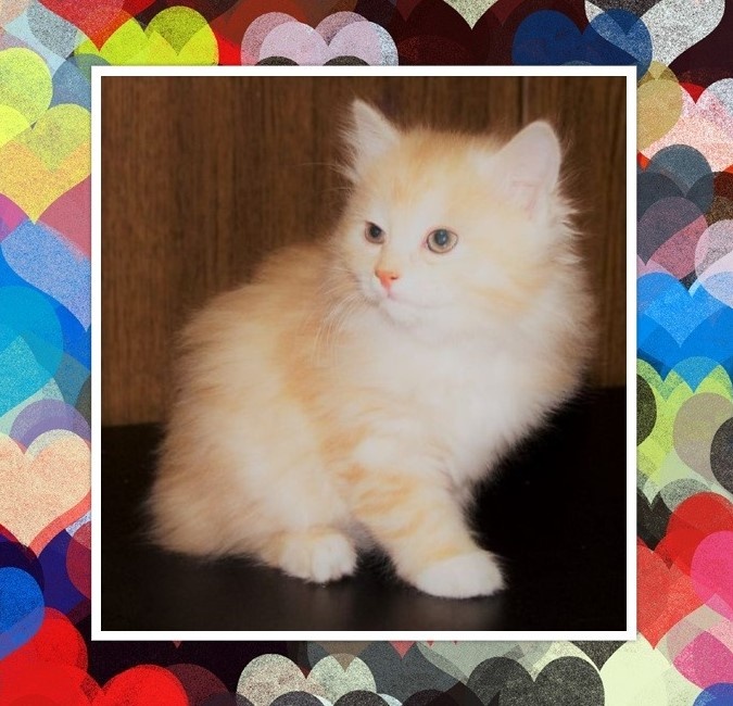 Котенок  Фото из открытых источников, коллаж мой