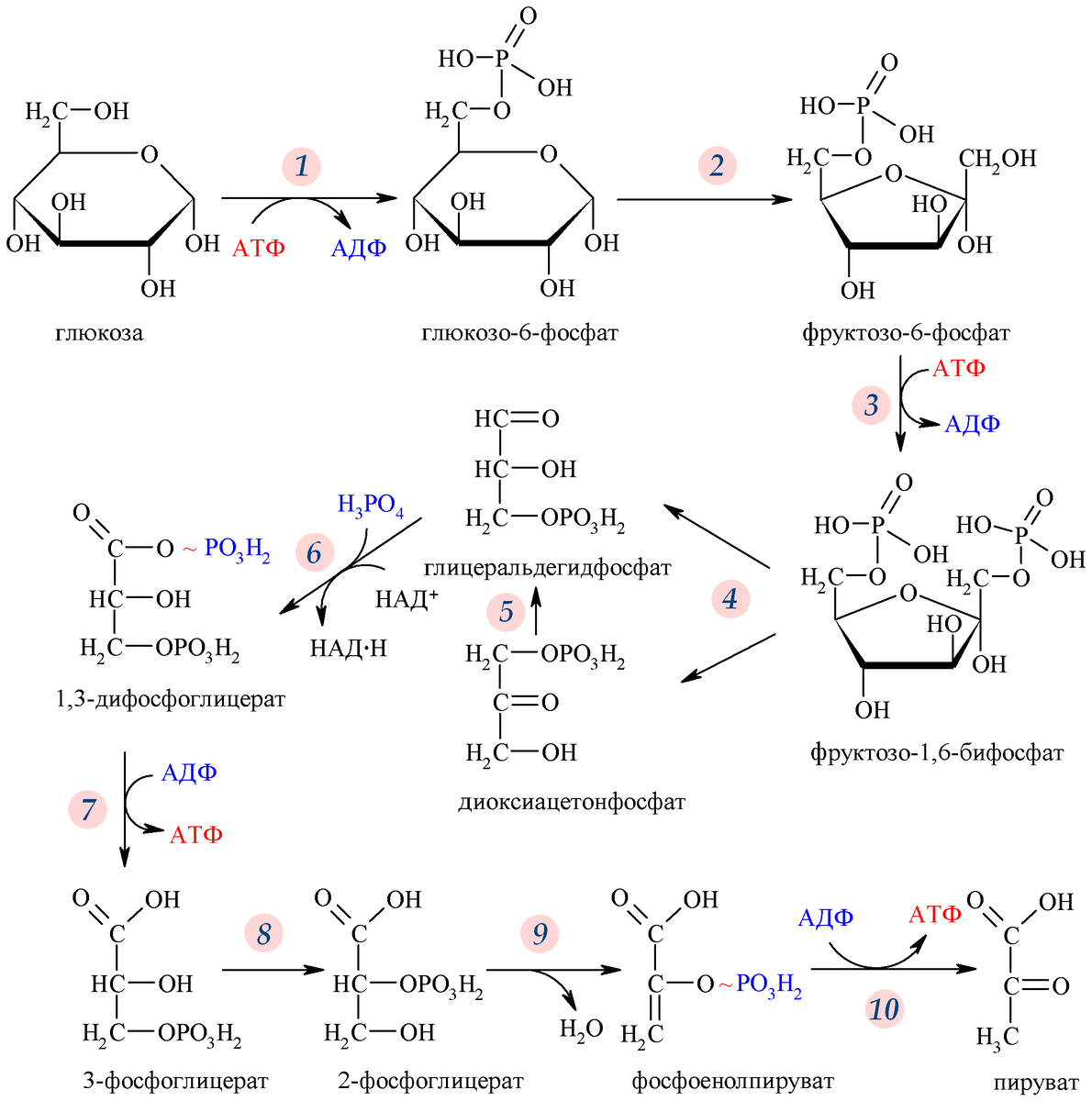 Гликолиз схема реакций. Гликолиз Глюкозы схема. Схема аэробного распада Глюкозы биохимия. Схема анаэробного гликолиза биохимия. Гликолиз последовательность реакций
