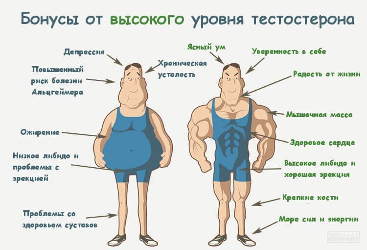 Как узнать уровень тестостерона в домашних условиях | FIT PRO | Дзен