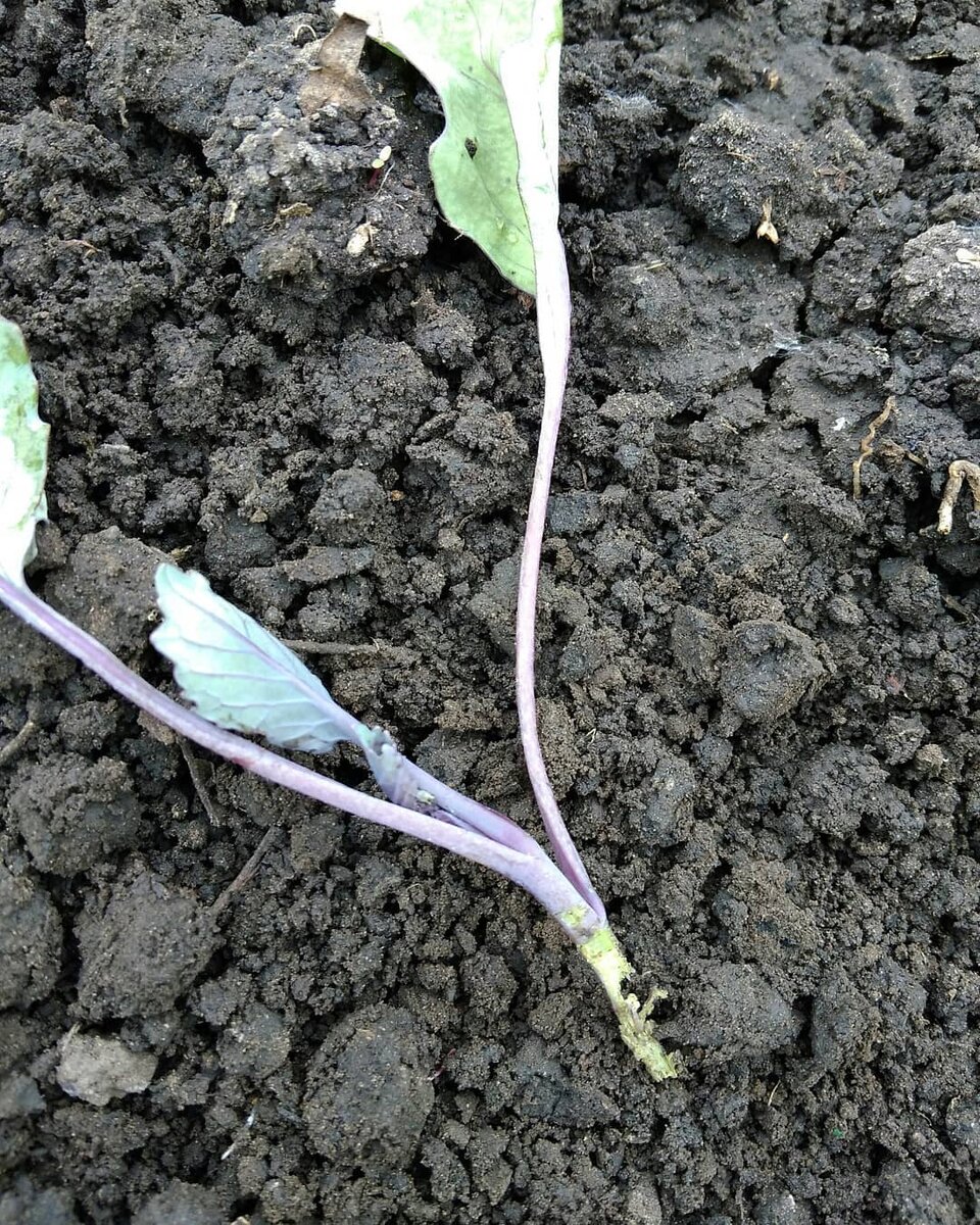 Вот как выглядят павшие((((