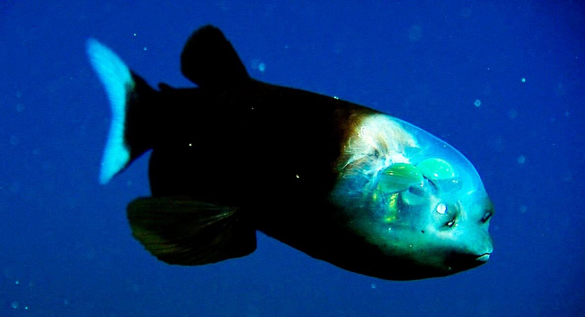 Глаза это не то, что над носом, а две полусферы внутри головы