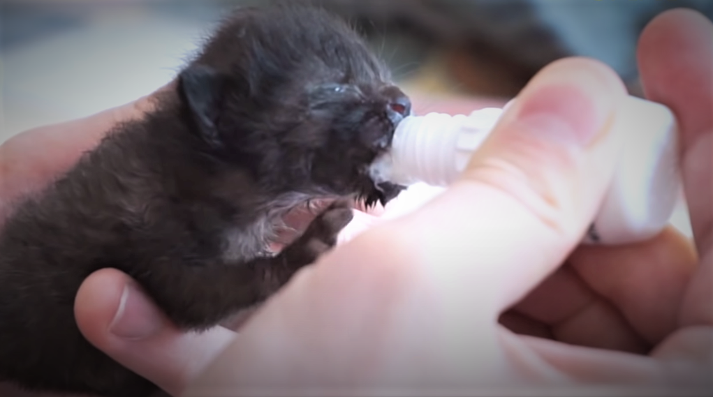 Кадр с канала SANISHOW. Видео о спасении котёнка.