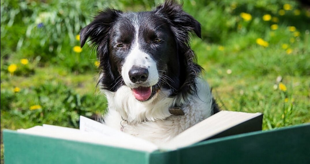 Самые легкодрессируемые породы собак