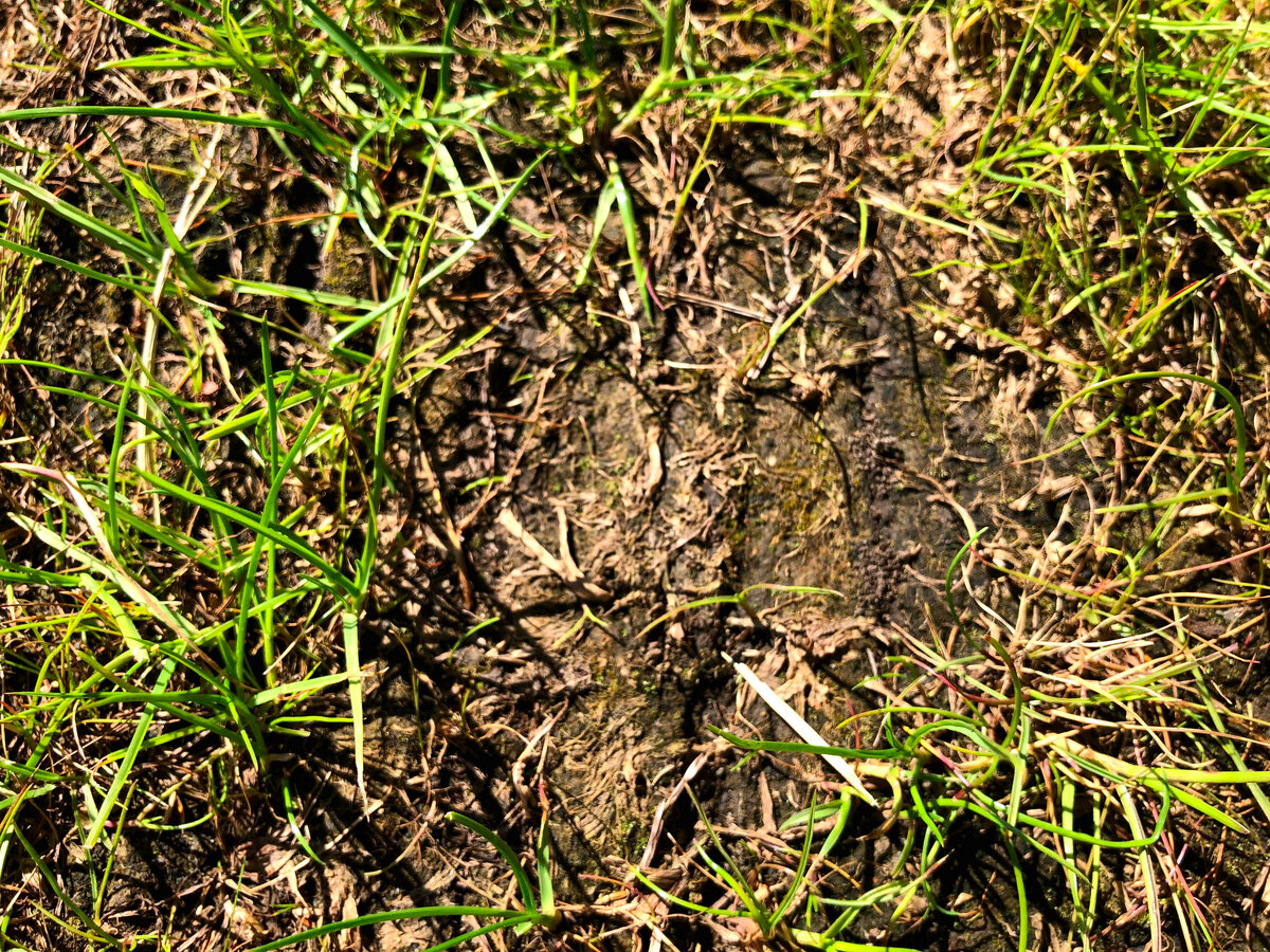 Тоже видно зеленую почву