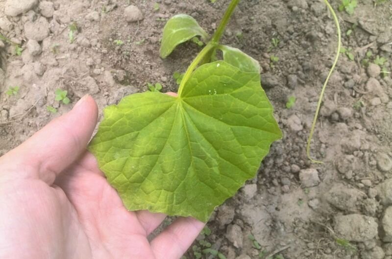 Вот такие желтые листья от нехватки элементов питания.