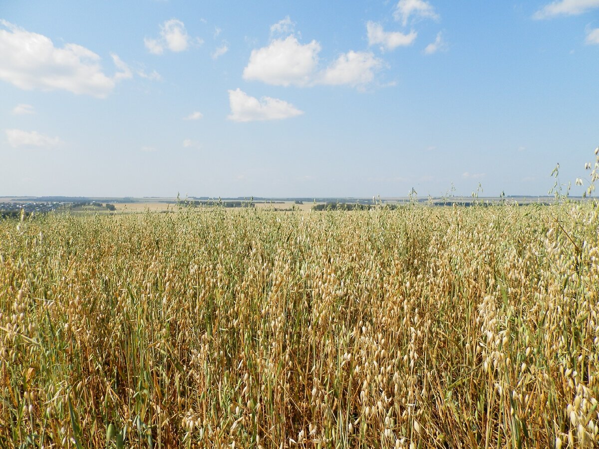 Спелые колосья гречихи