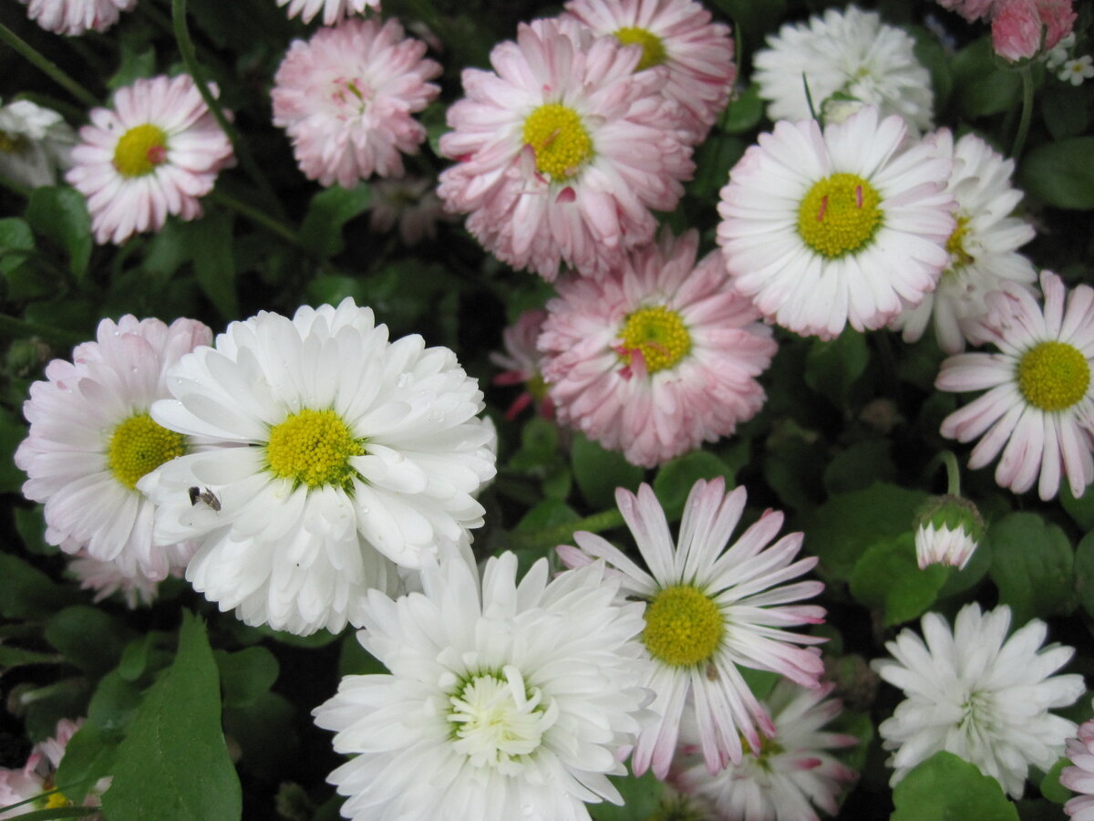  Маргаритки. Фото автора