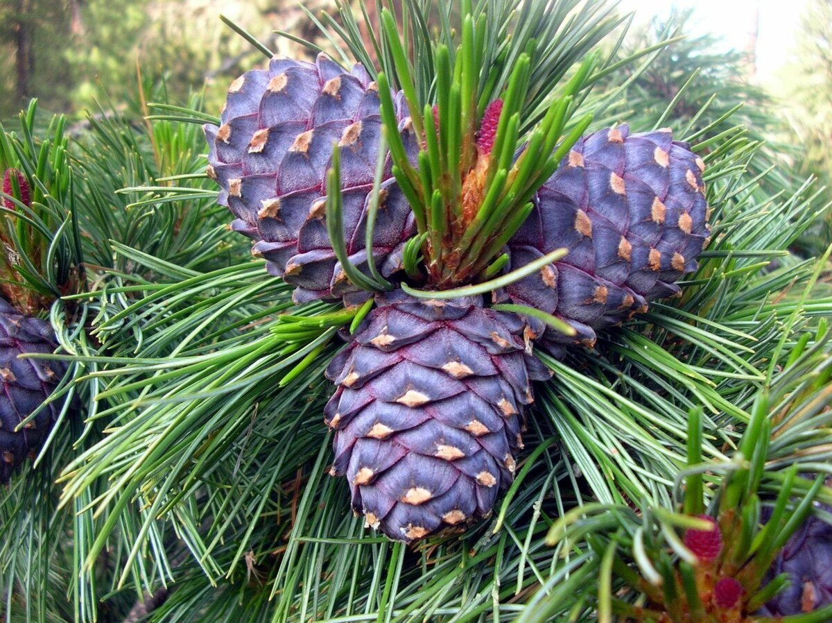 Шишки сосны кедровой