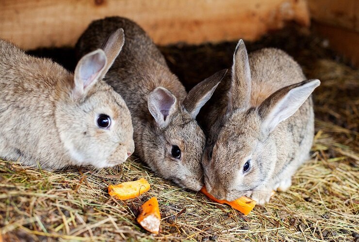 Кролик-это не только ценный мех, но еще 3,4 кг вкусного,диетического мяса.
Поговорим сегодня о кроликах. Что можно о них сказать?
Хочу рассказать как за короткое время можно откормить кролика на мясо.-2