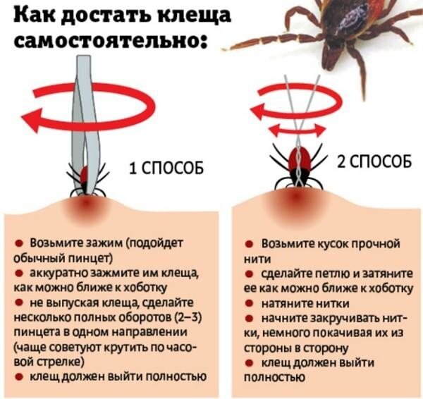 Укус клеща. Что делать? И какие последствия могут быть?