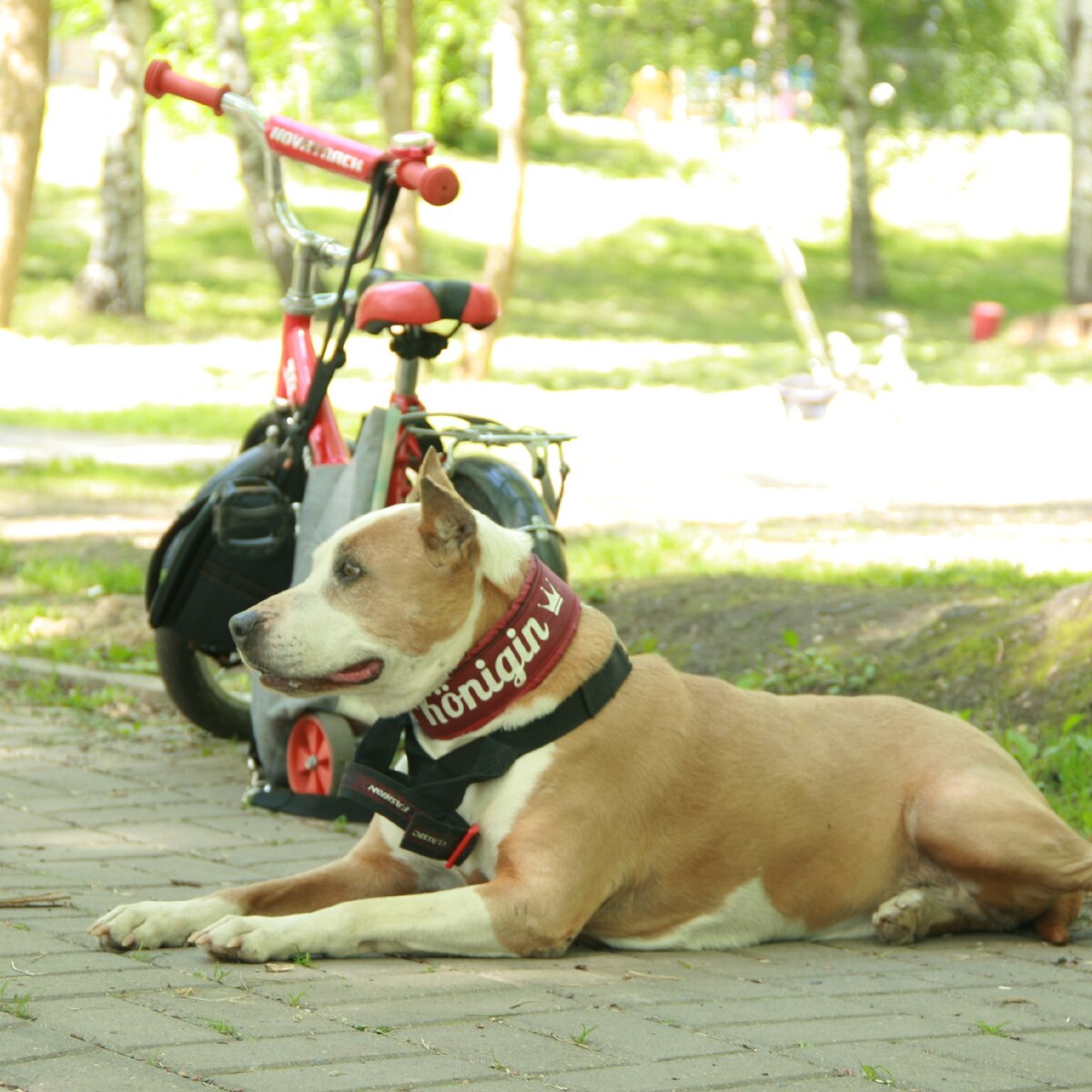 О проблемах намордника