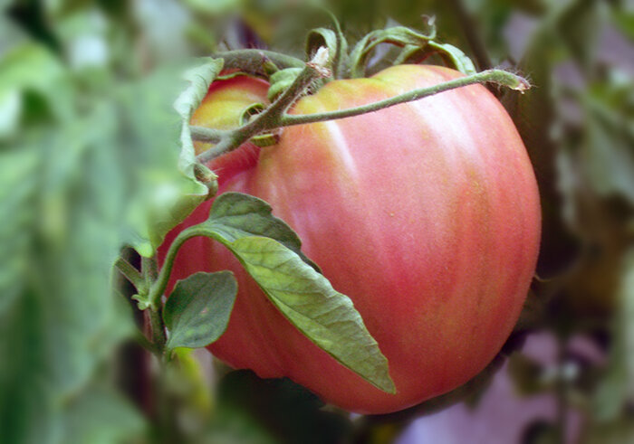 Спелый помидор, выращенный на грядке это кладезь полезных веществ