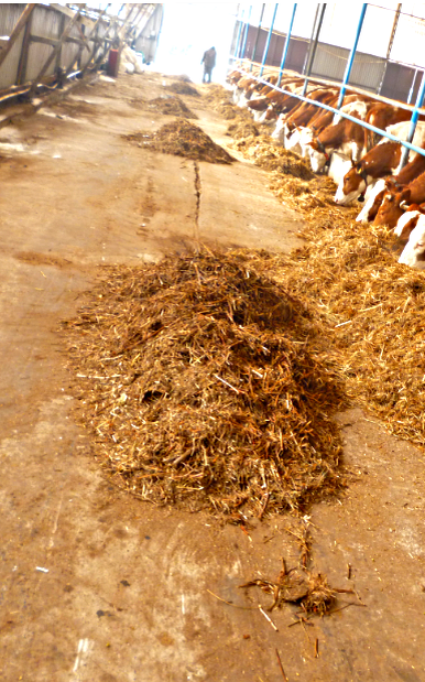 На середине остатки кормов