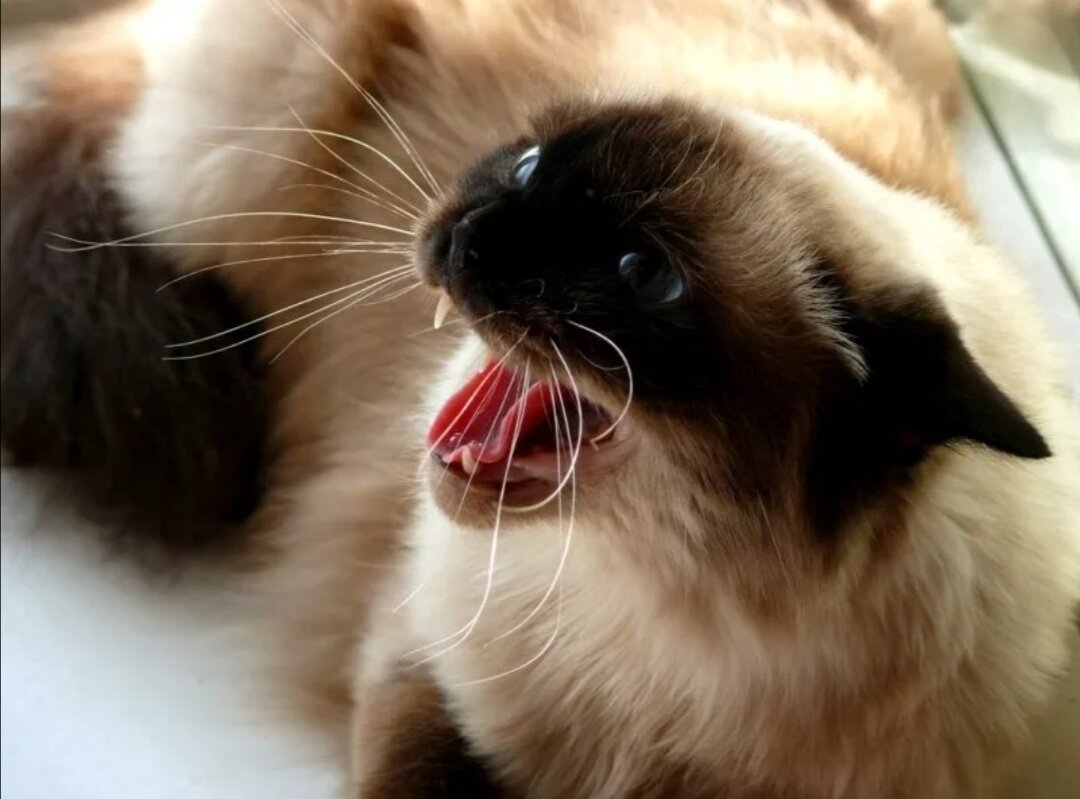 Источник фото - Яндекс картинки