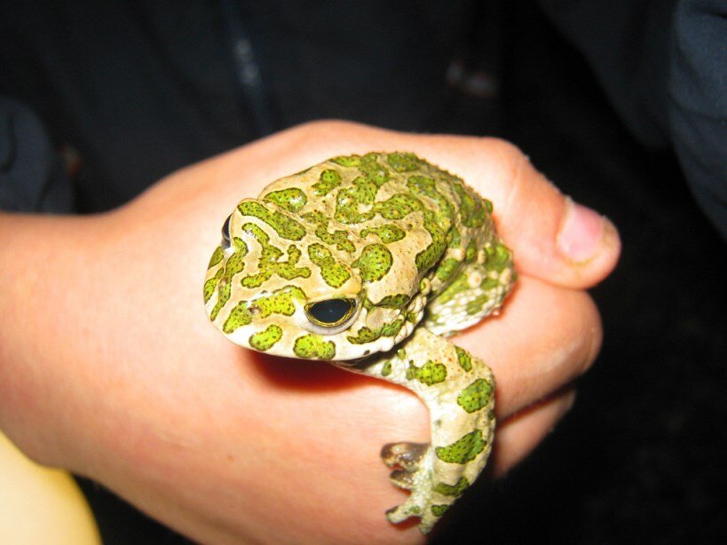 Антон не боится. То ли жаба, то ли лягушка (фото автора)