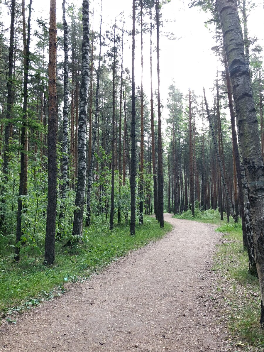 Сосновка, фото моё