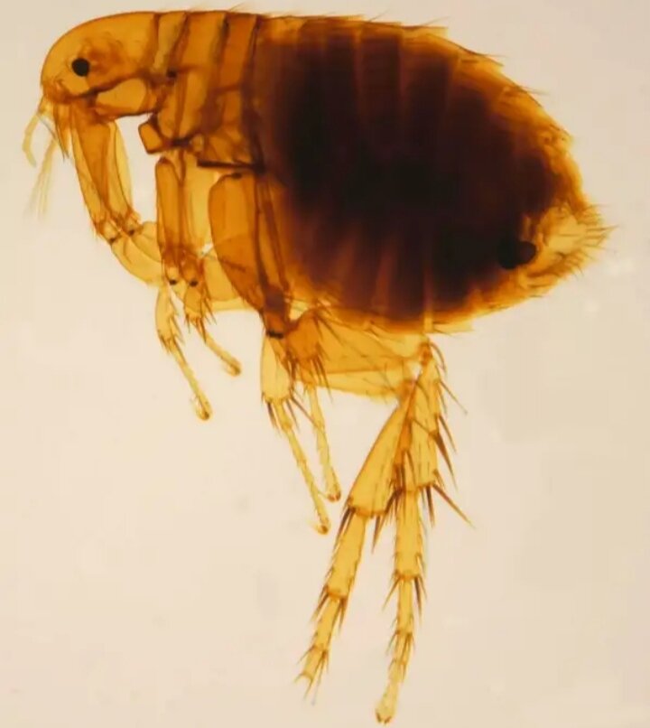 Чума передается через блох, зараженных Y. pestis.
