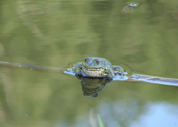 Лягушка