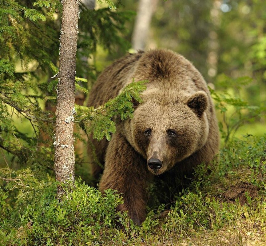 из интернета