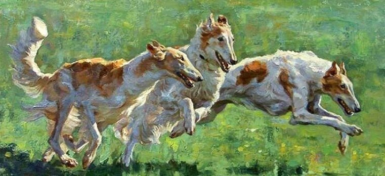 Русские псовые борзые