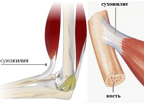 Красное - это мышцы, Белое - сухожилия. Плотность у них разная. Фото Яндекс картинки
