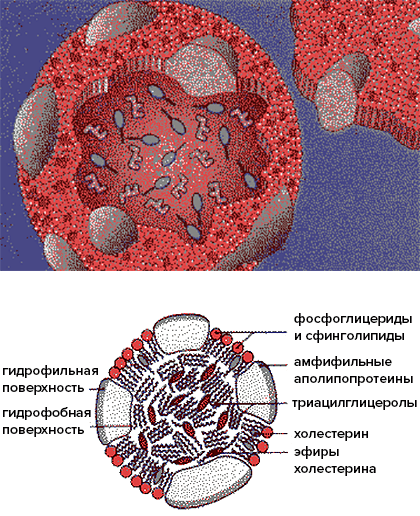 Белково-липидный комплекс.