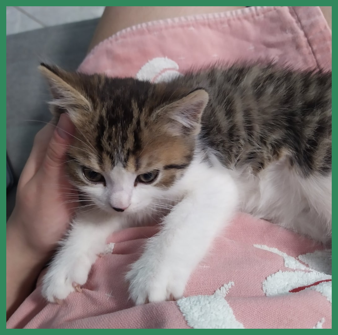 Яша, милый, не болей!
Выздоравливай скорей!
(Фото из открытых источников).