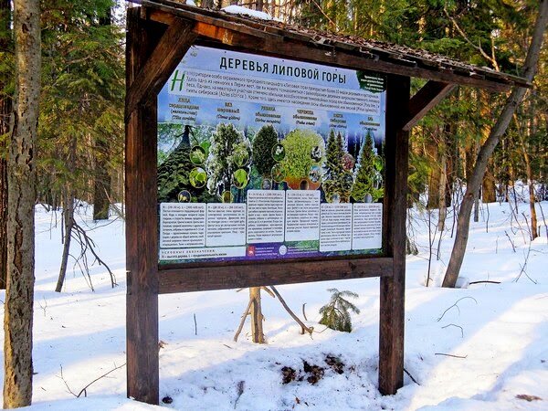 Липовая гора пермь автобус. Экотропа Липовая гора Пермь. Липовая тропа в Перми. Тропа здоровья Пермь Липовая гора.