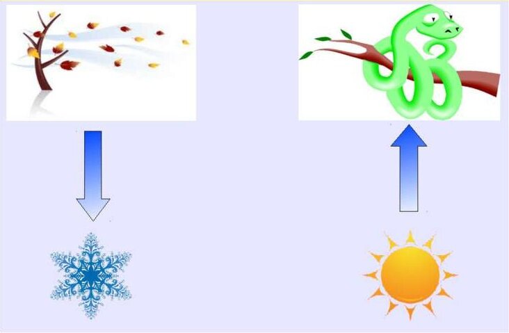 Как научить ребенка различать звуки С-Ш? | Белка Логопед | Дзен