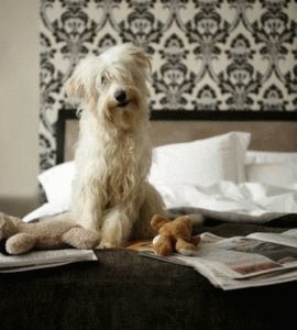 Ложное нарушение мочеотделения выступает в роли симптома при прочих заболеваниях. Выделяют инфекции мочеполовой сферы или сахарный диабет.