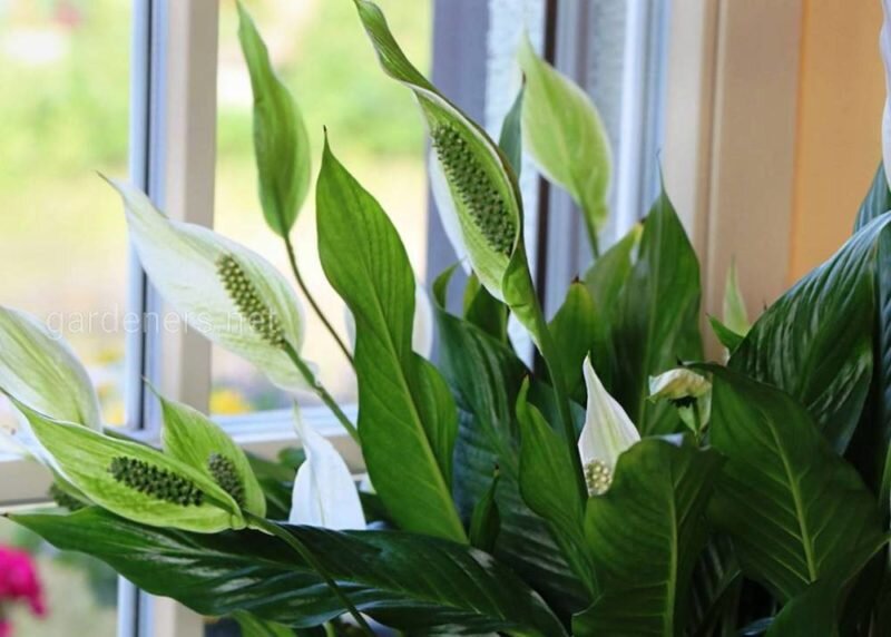 Спатифиллум. Иллюстрация для статьи используется по стандартной лицензии ©dachnyedela.ru