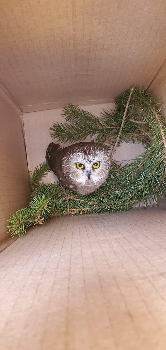 ©  Ravensbeard Wildlife Center / facebook