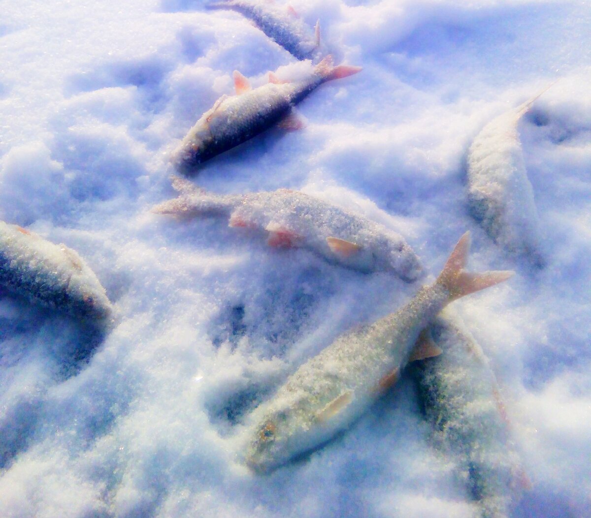 Мелкая плотва хватала на каждой проводке