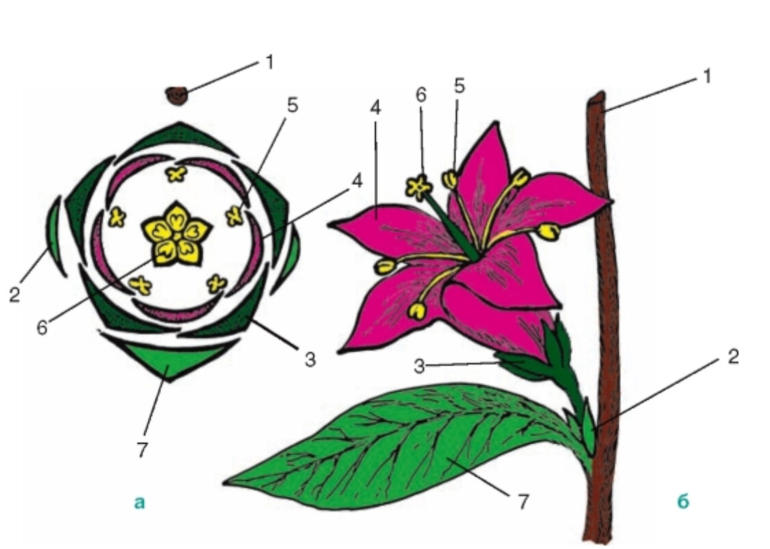 Диаграмма цветка хвойных растений. Мареновые диаграмма цветка. Диаграмма цветка Гнетовые. Лилейные чашелистики. Перикарпий на диаграмме цветка.