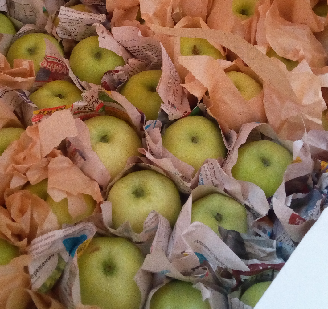 Урожай яблок 2019 года