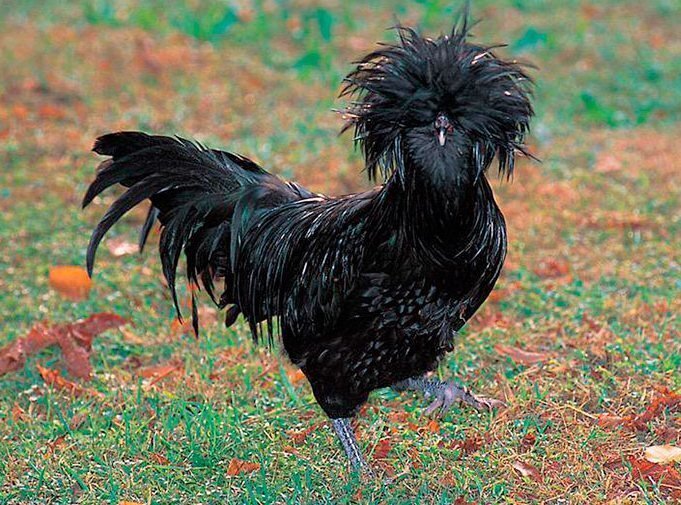 Внешний вид и окраска