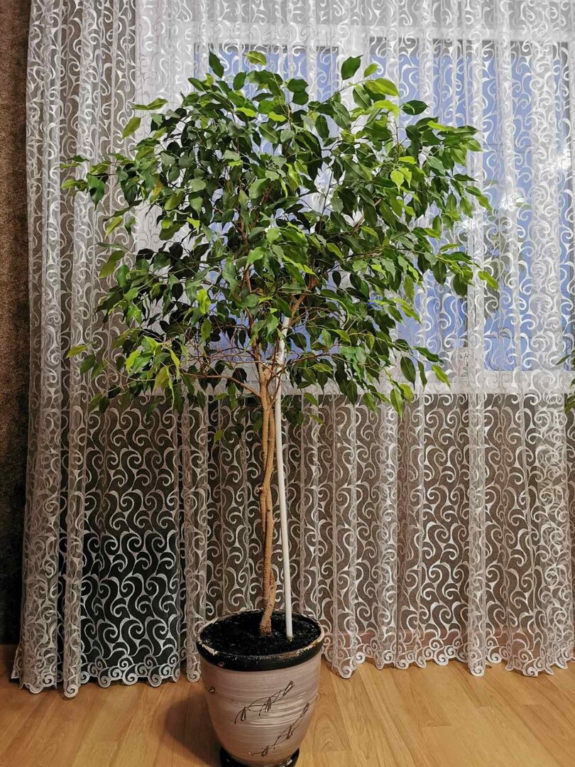 Мои фикусы.